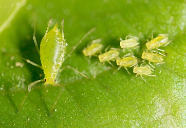 aphids-on-leaf