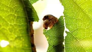 catterpillar-munching-holes