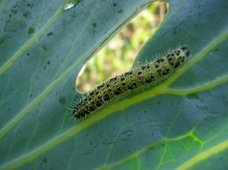 catterpillar-on-leaf-2