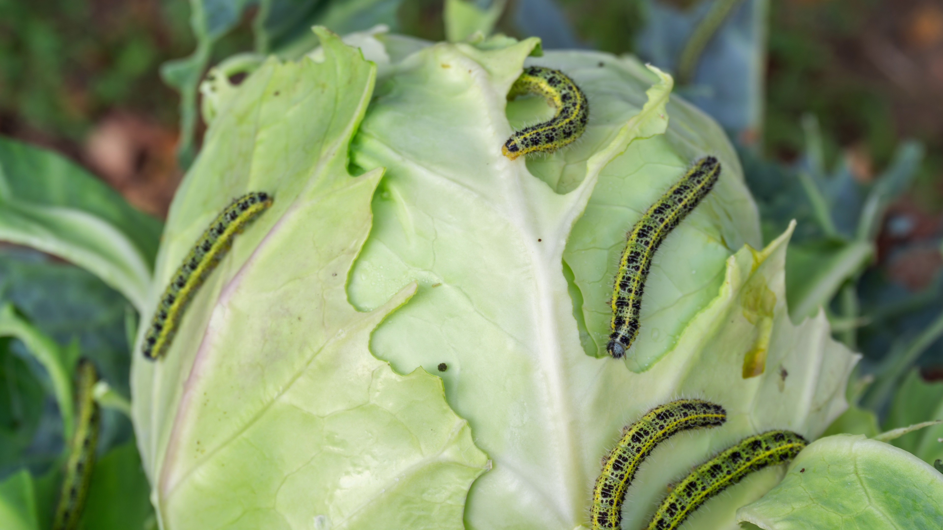 catterpillars-on-cabbage