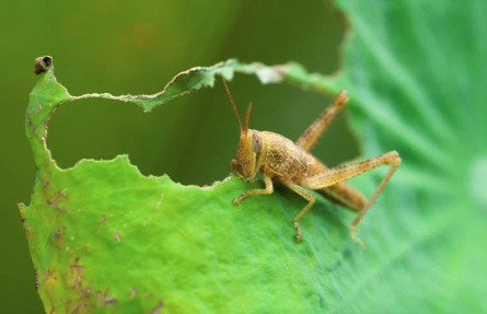 grasshopper-squash-leaf.png