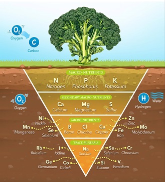 nutrient-pyramid-teaser