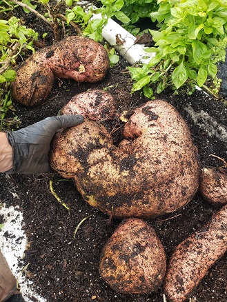 rick-monster-sweet-potato-with-hand