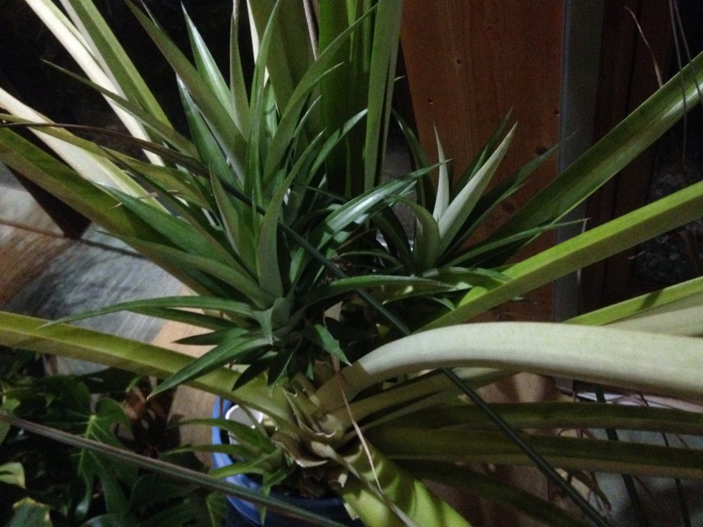 pineapple growing indoors