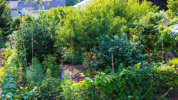 permie-backyard-ff permie-backyard-ff